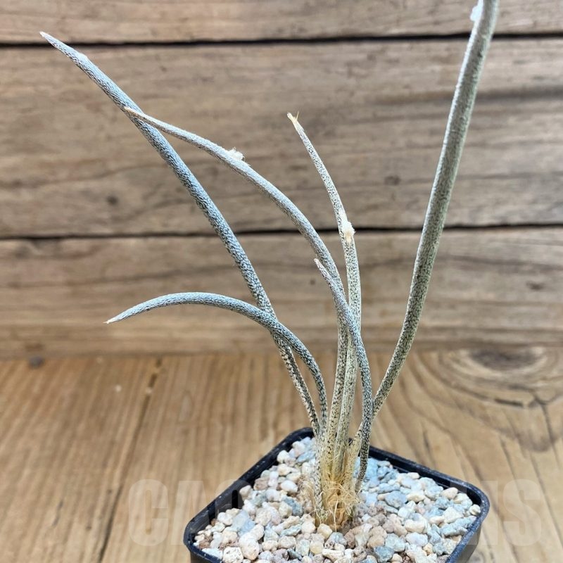 SH23339 Astrophytum caput-medusae, own roots, seedling