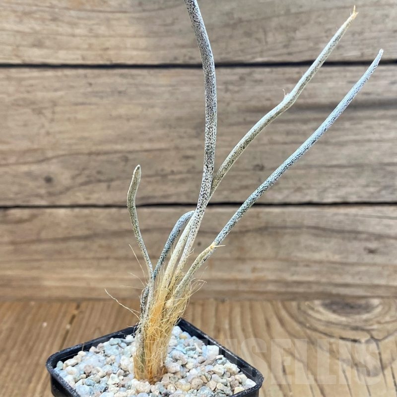 SH23340 Astrophytum caput-medusae, own roots, seedling