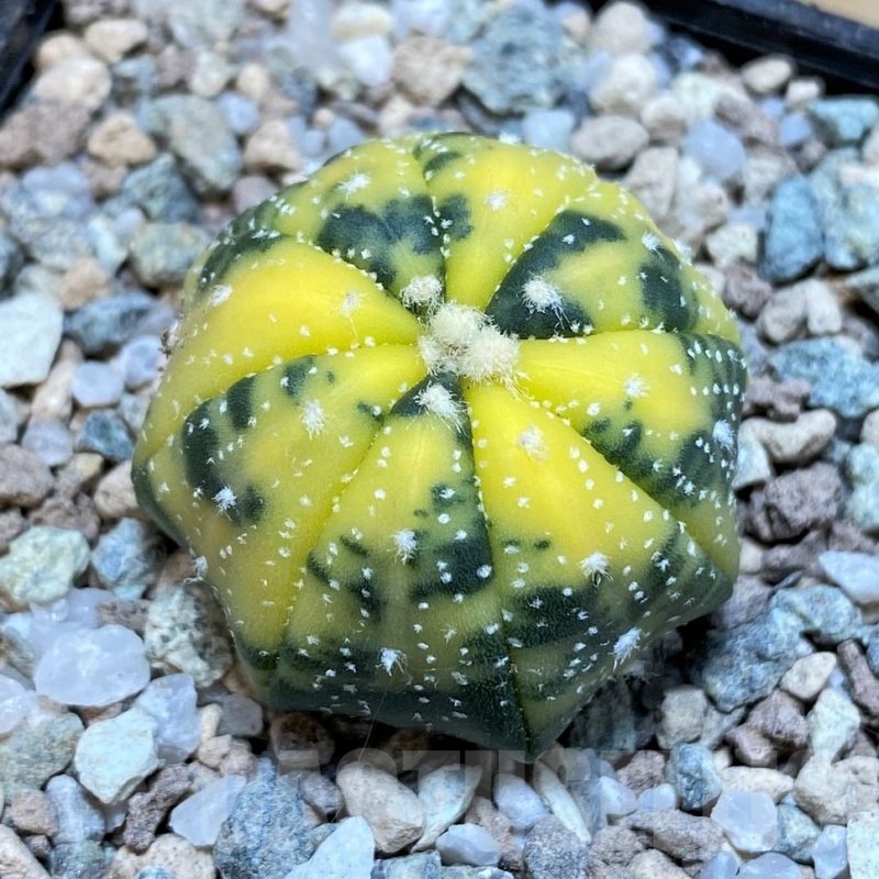 SH23341 Astrophytum asterias f. variegata