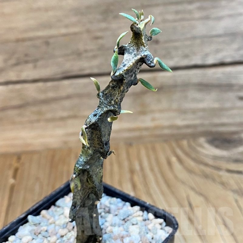 SH23316 Ceropegia bosseri