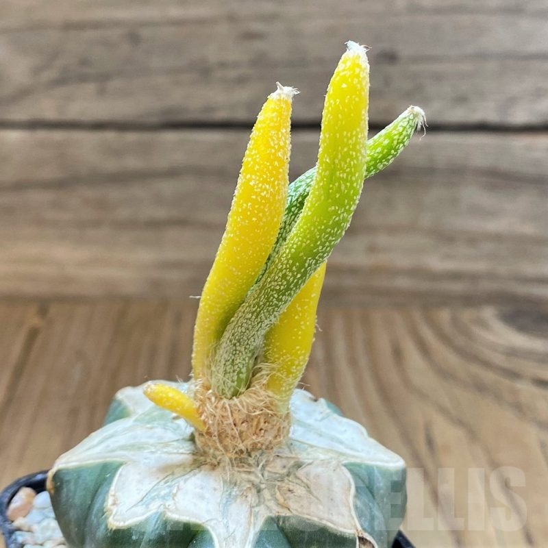 SH23345 Astrophytum caput-medusae f. variegata, grafted