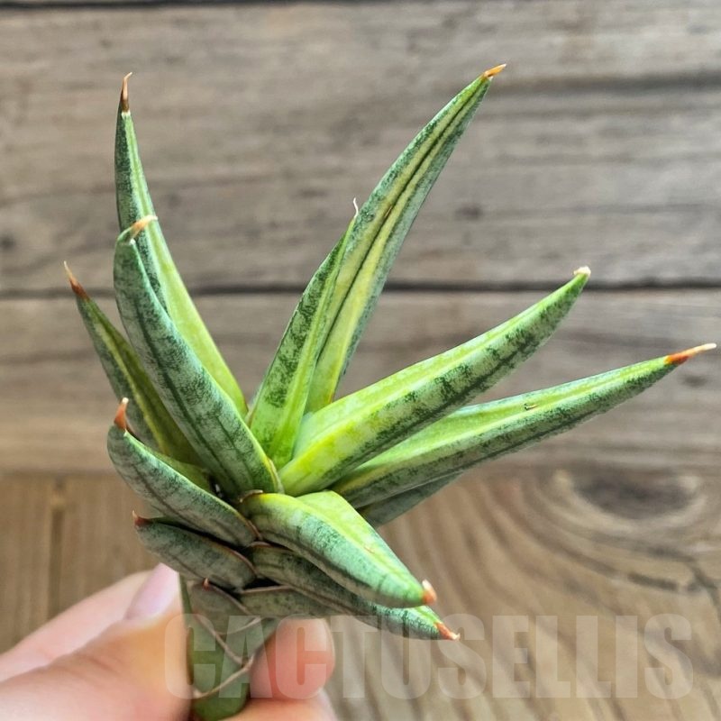 SH23397 Sansevieria francisii f. variegata
