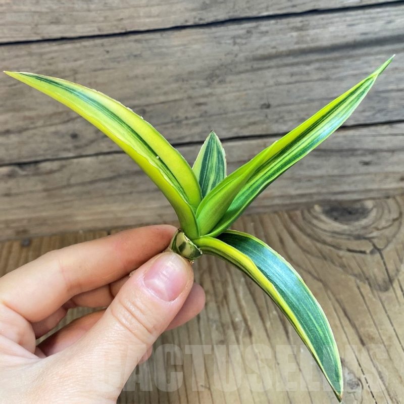 SH23398 Sansevieria 'Siam Green' f. variegata