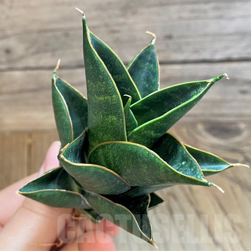 SH23399 Sansevieria 'Nillakan'