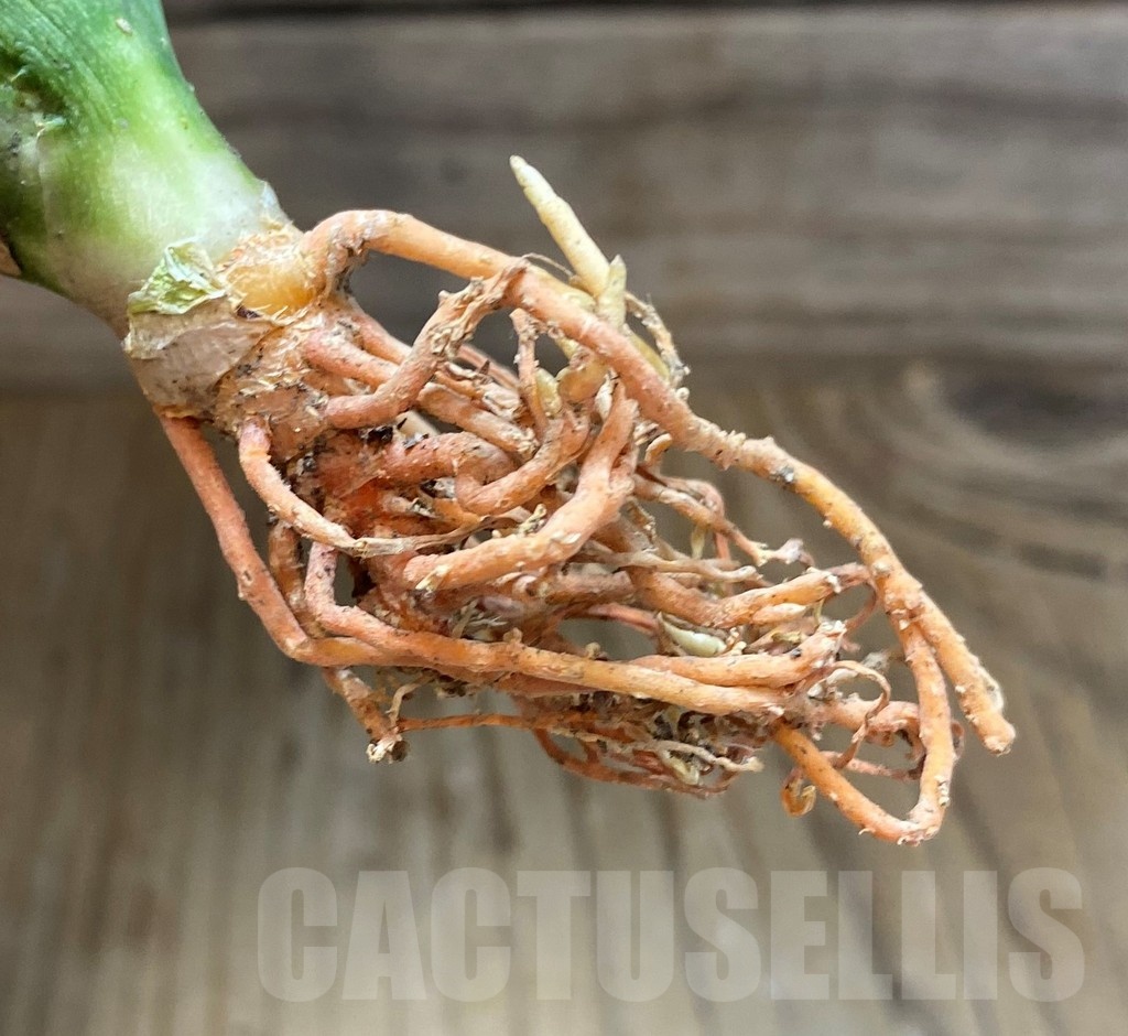 SH23402 Sansevieria 'Silent Song' - Image 3