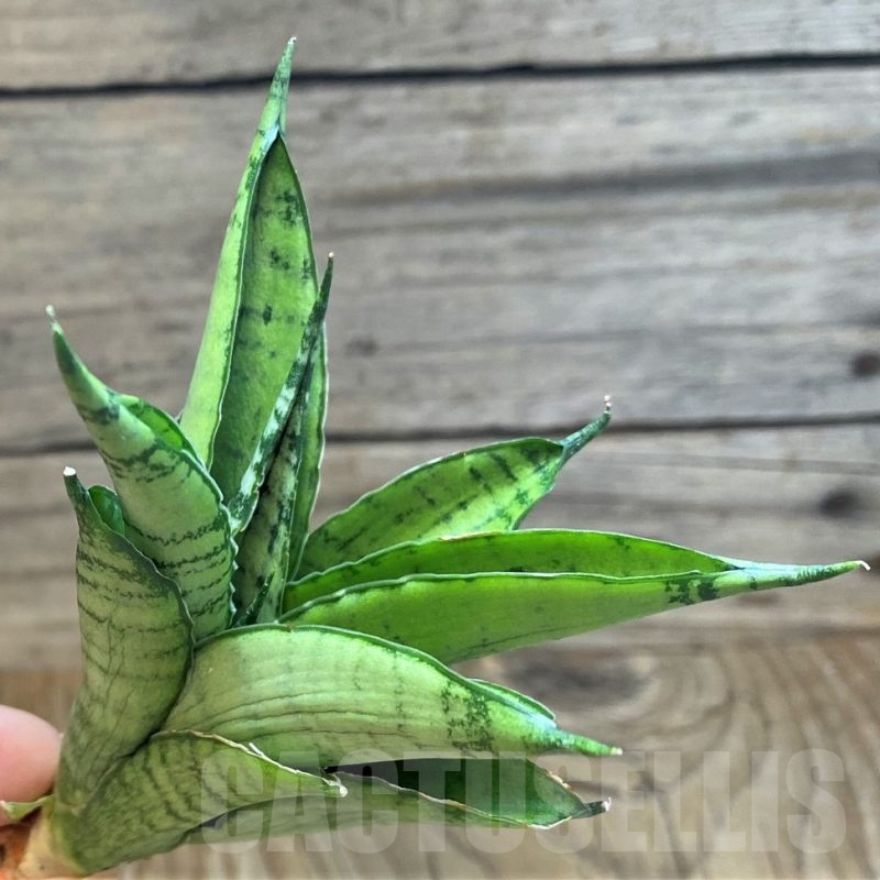 SH23402 Sansevieria 'Silent Song'