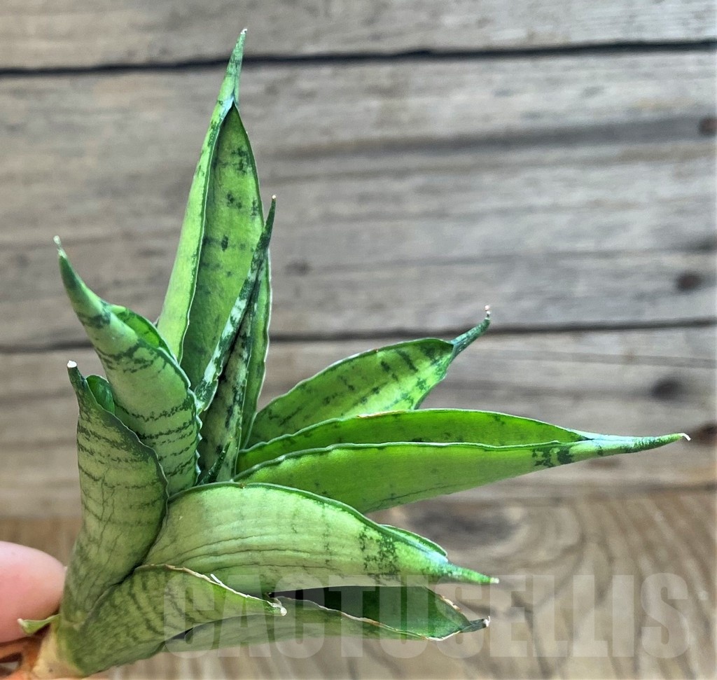 SH23402 Sansevieria 'Silent Song'