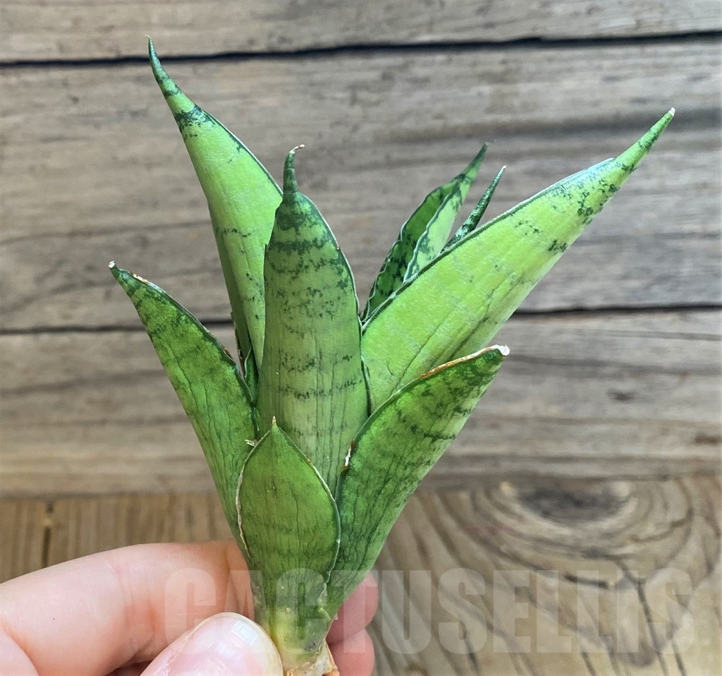 SH23402 Sansevieria 'Silent Song' - Image 2