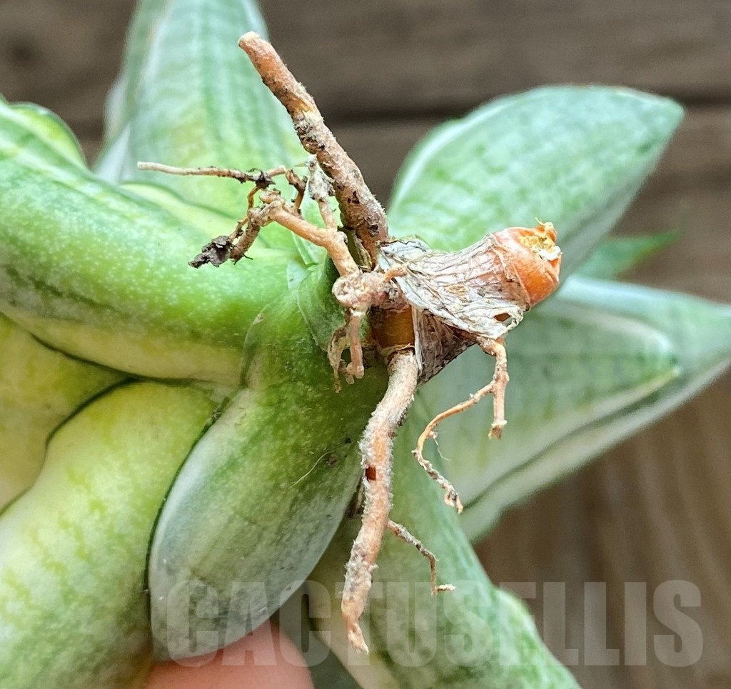 SH23403 Sansevieria ‘Gabriella White’ - immagine 3