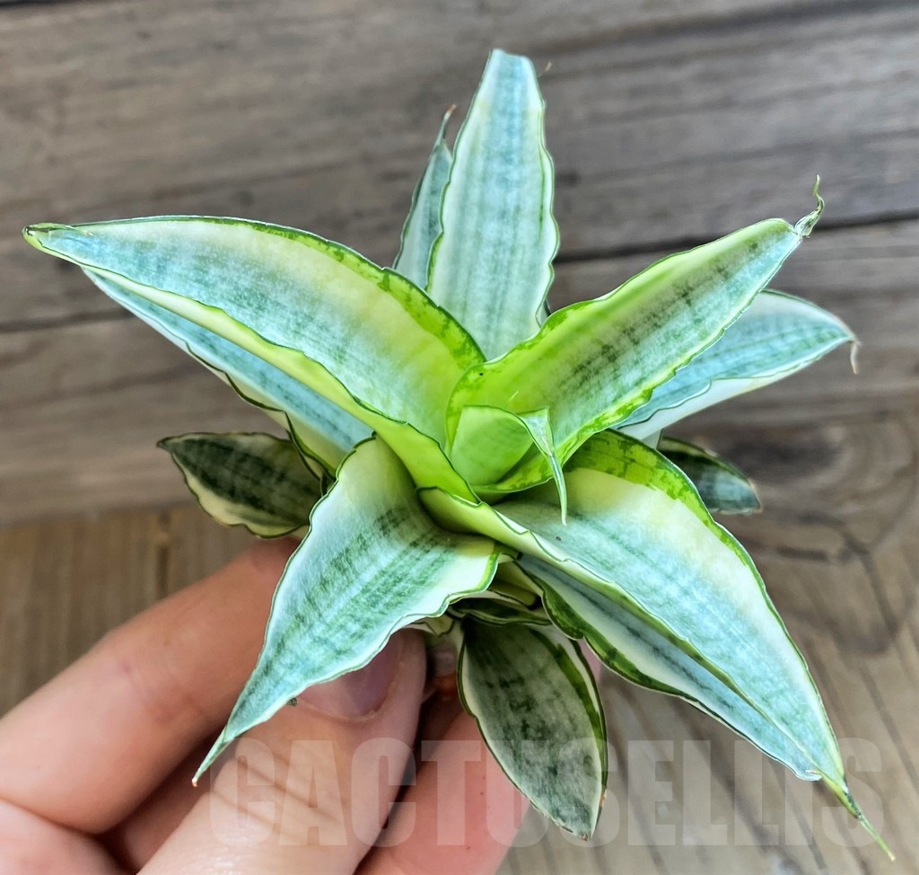 SH23403 Sansevieria ‘Gabriella White’ - immagine 2