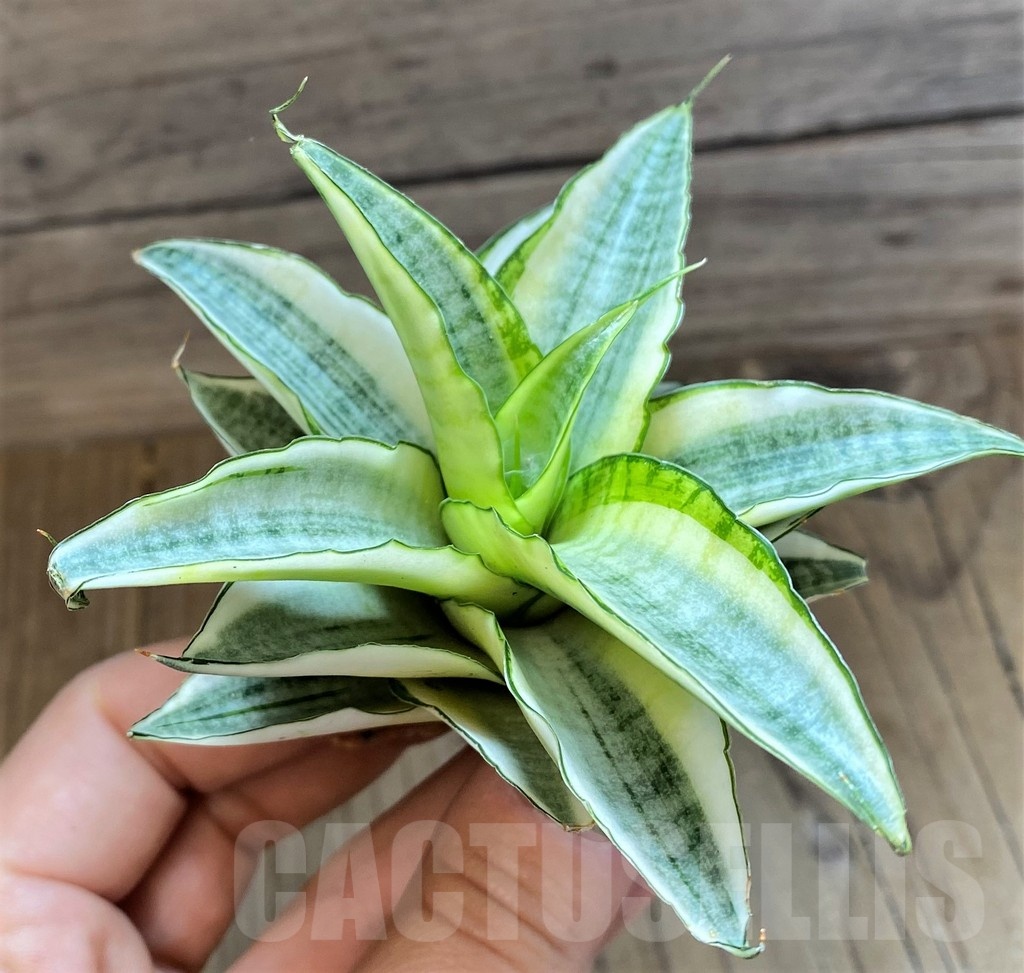 SH23403 Sansevieria ‘Gabriella White’