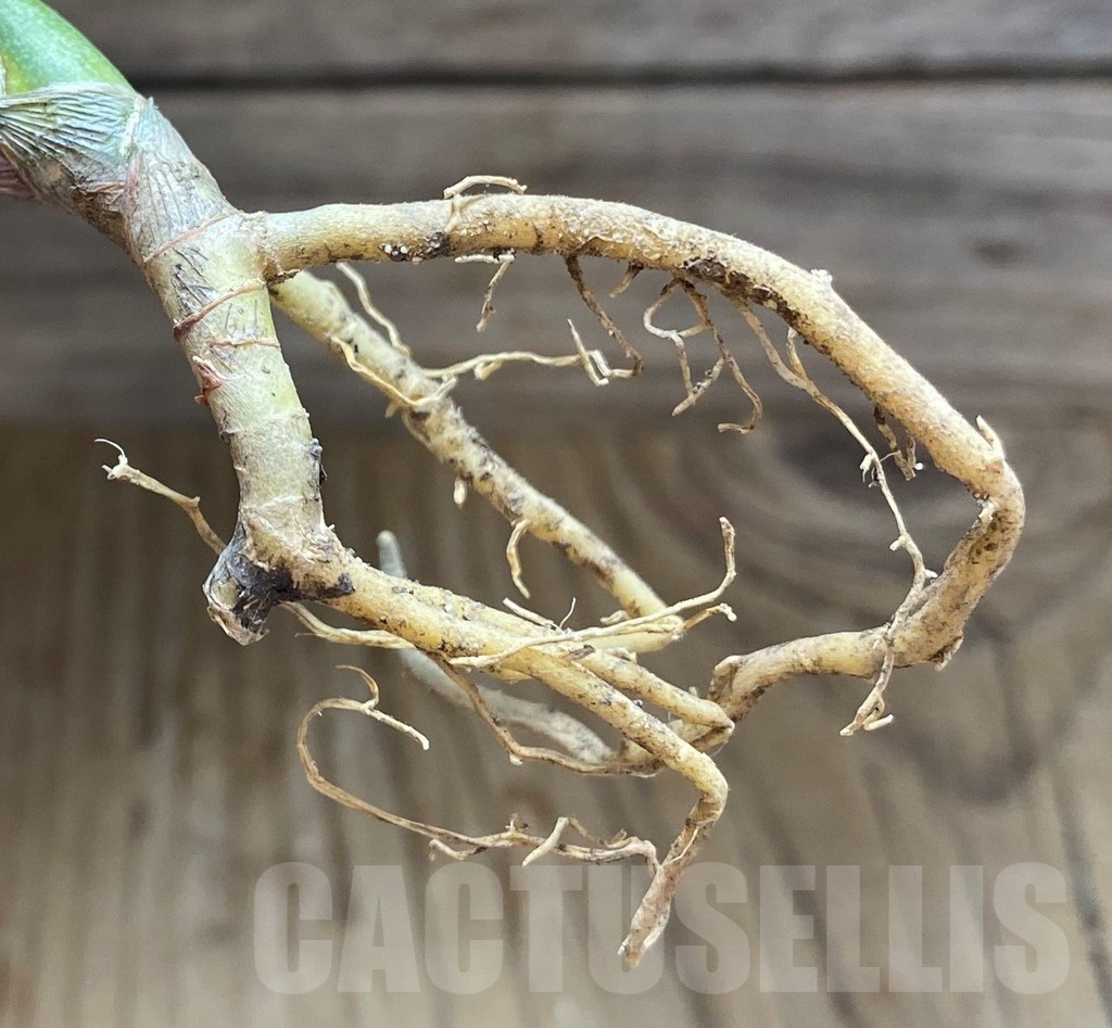SH23404 Sansevieria francisii f. Yellow variegata - immagine 3