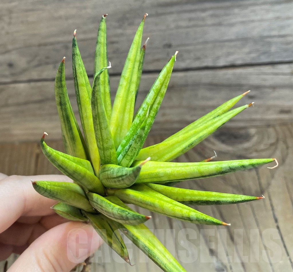 SH23404 Sansevieria francisii f. Yellow variegata - immagine 2