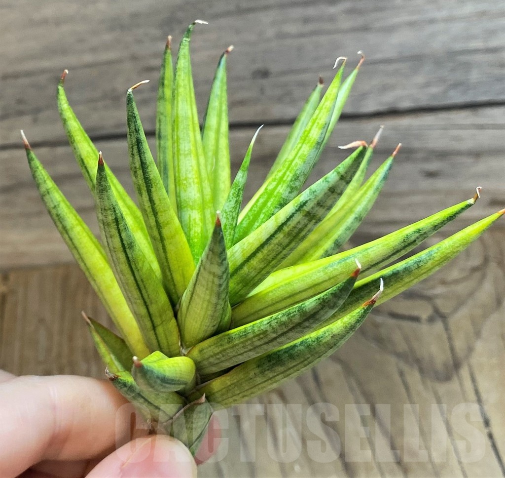 SH23404 Sansevieria francisii f. Yellow variegata