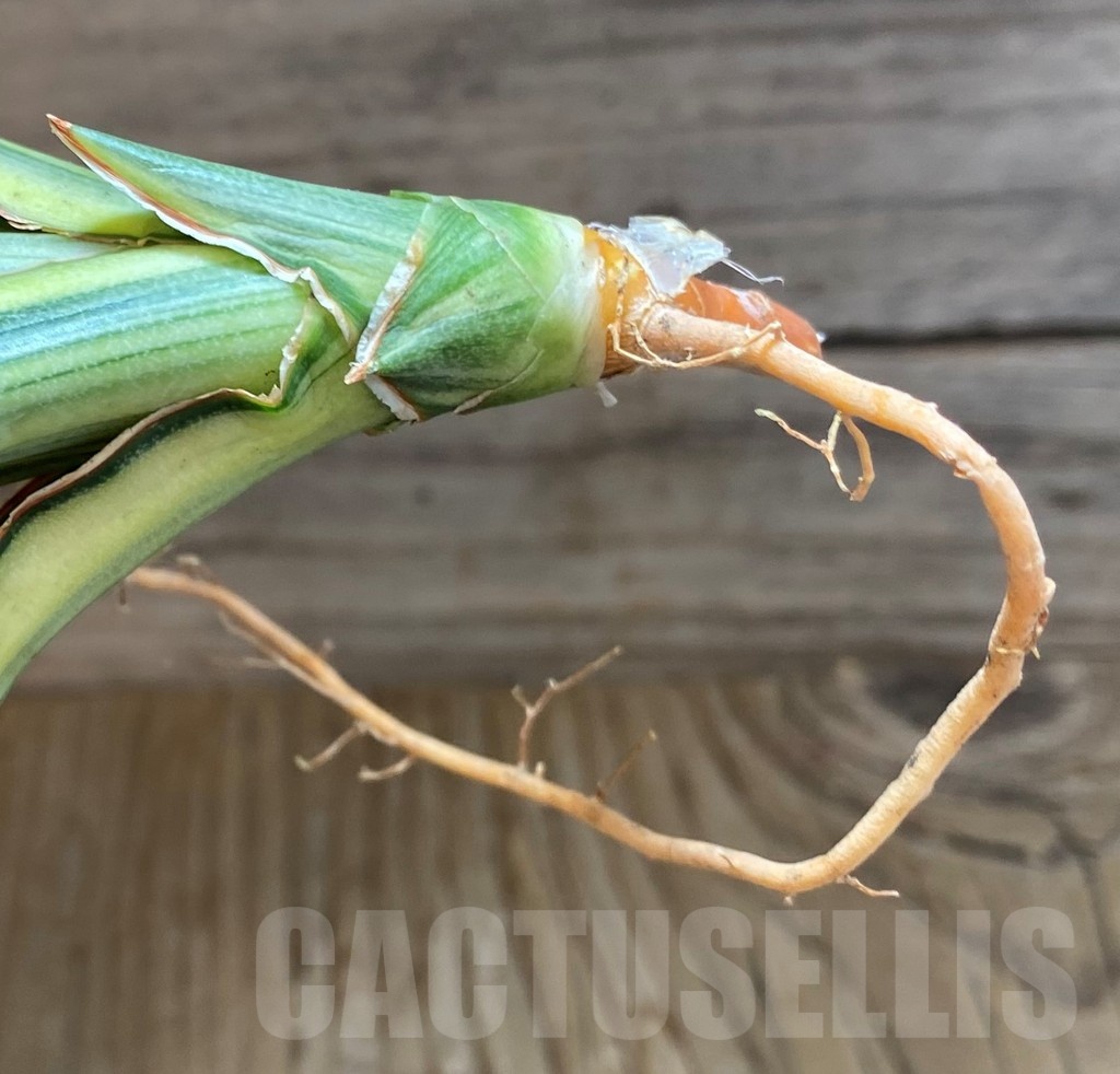 SH23405 Sansevieria 'Midnight Fountain' - immagine 2