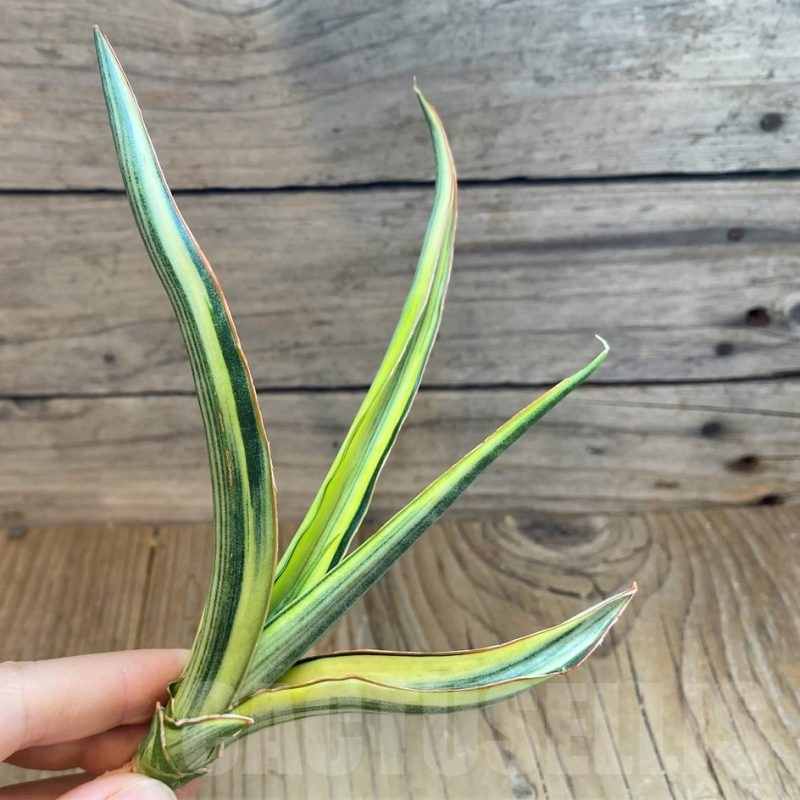 SH23405 Sansevieria 'Midnight Fountain'