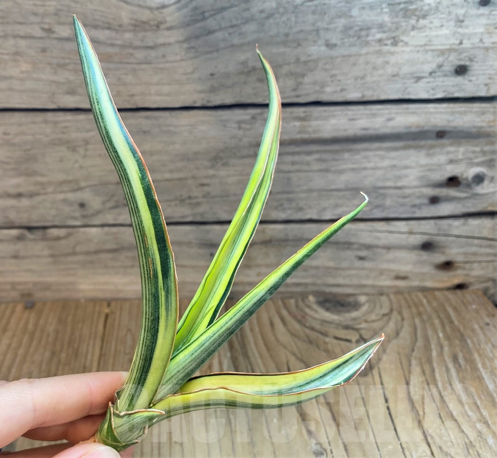 SH23405 Sansevieria 'Midnight Fountain'