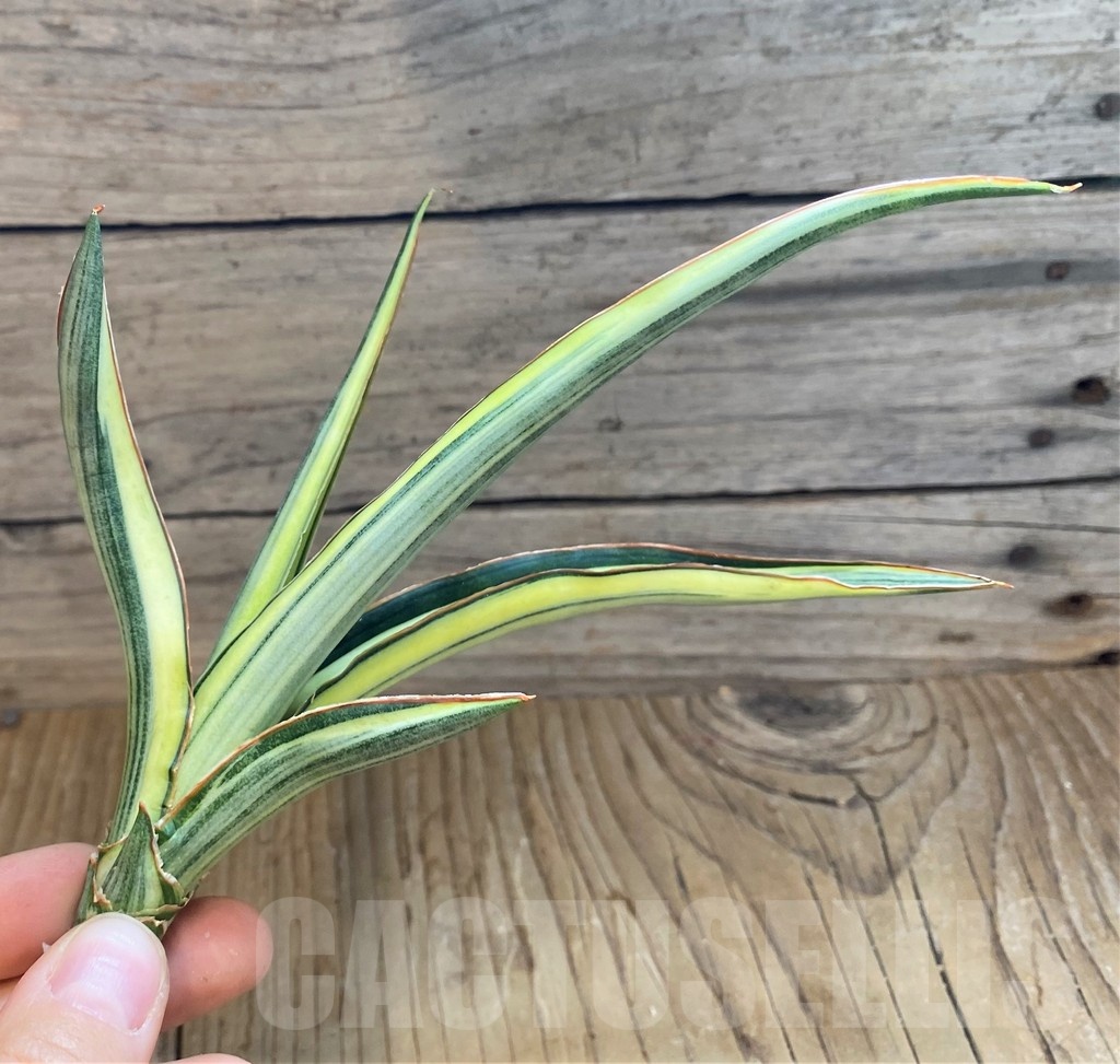 SH23405 Sansevieria 'Midnight Fountain' - immagine 3