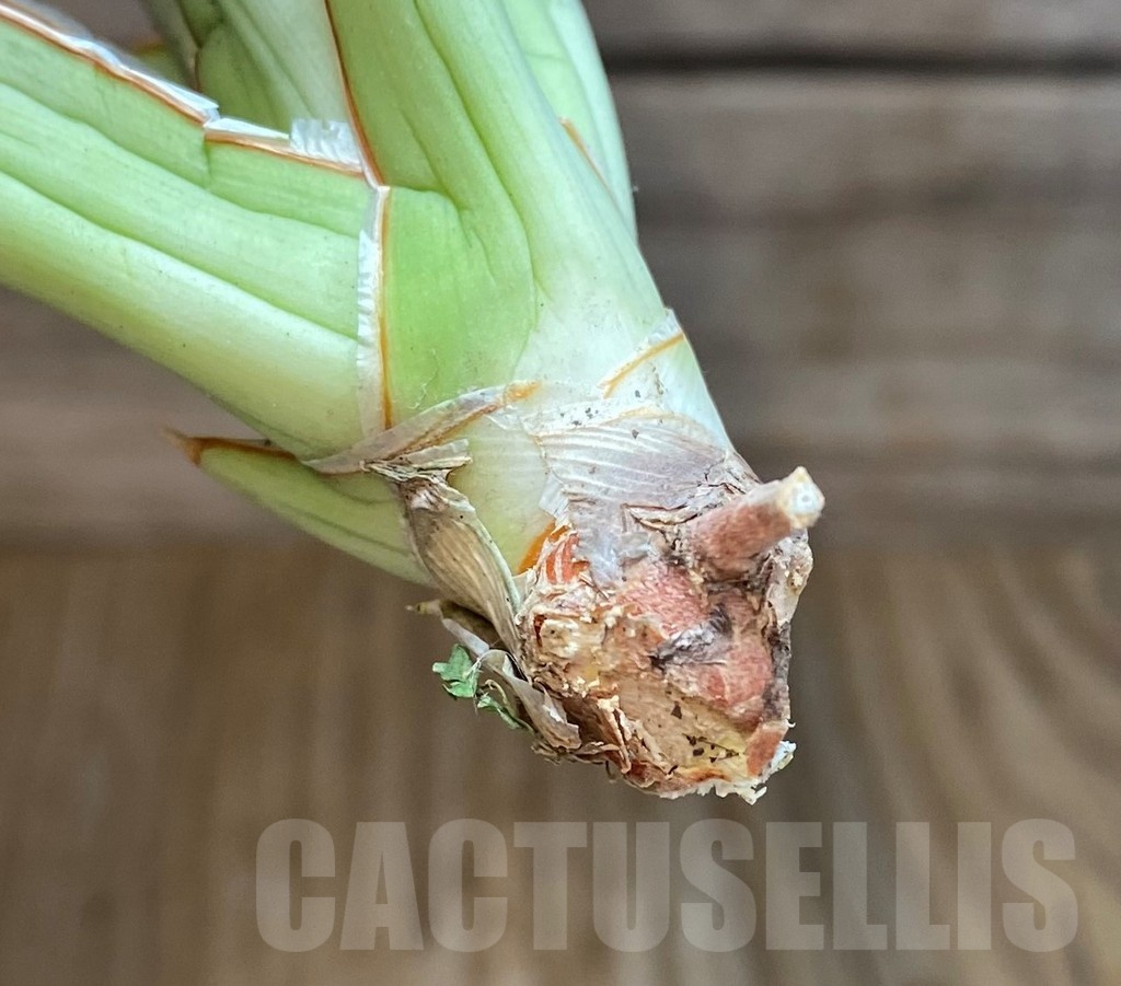 SH23406 Sansevieria ‘Baibit’ - immagine 2