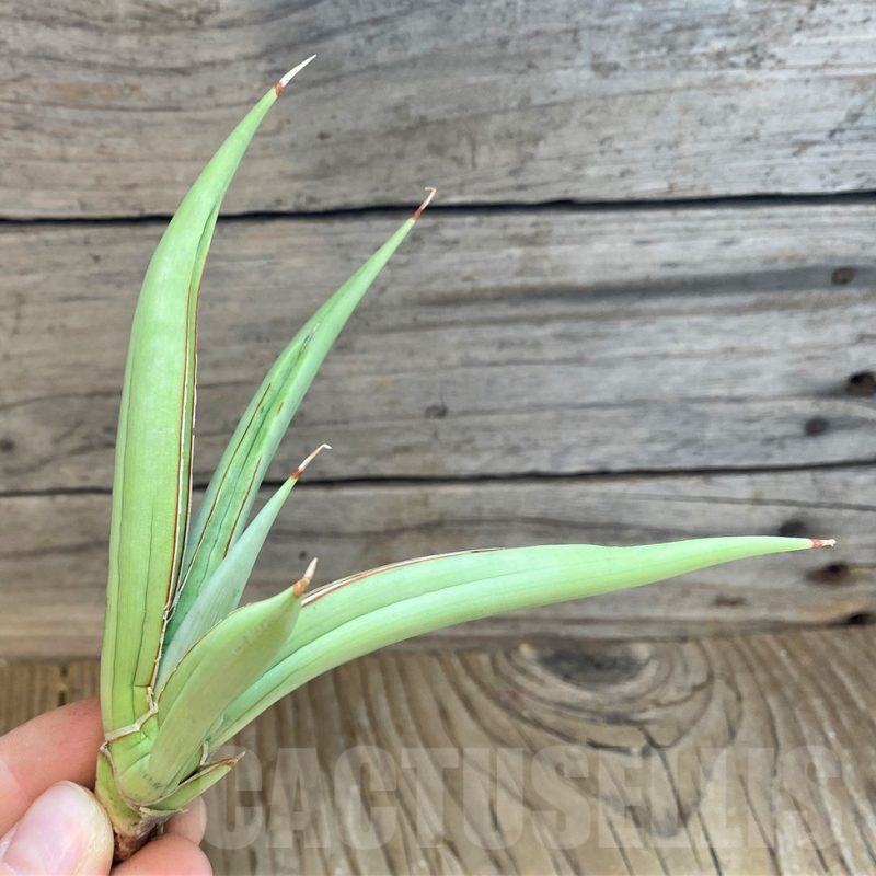 SH23406 Sansevieria ‘Baibit’