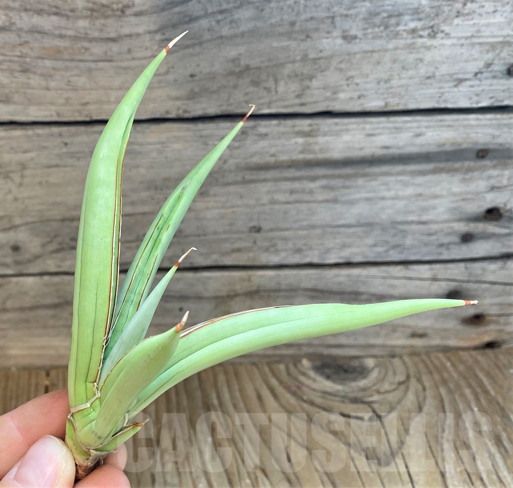 SH23406 Sansevieria ‘Baibit’