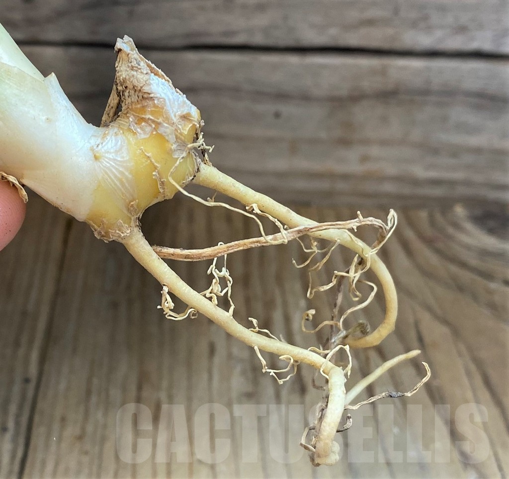 SH23407 Sansevieria 'Copper Silver' - immagine 3