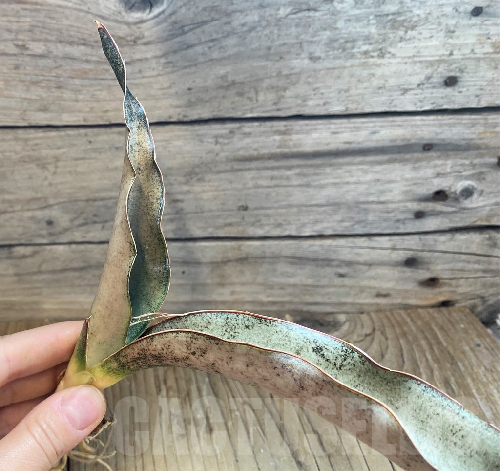 SH23407 Sansevieria 'Copper Silver' - immagine 2