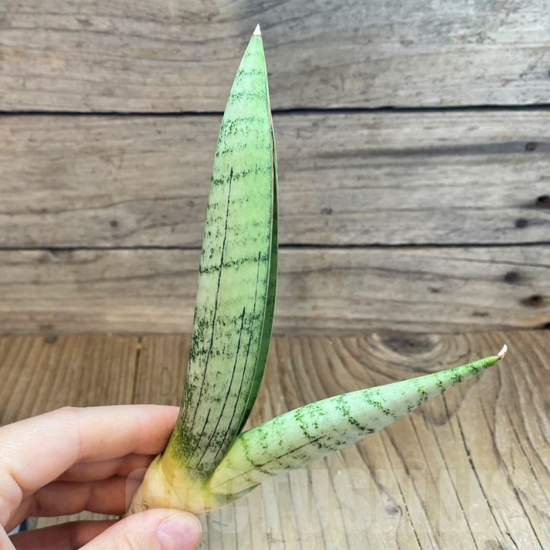 SH23409 Sansevieria 'White Rhino'