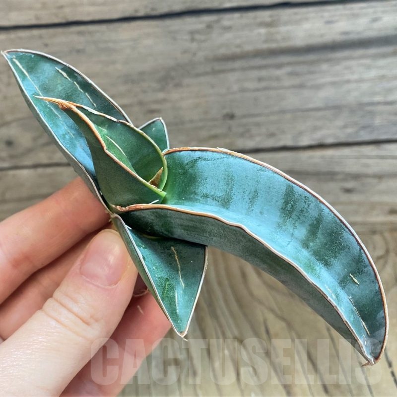 SH23479 Sansevieria 'Mr blue'