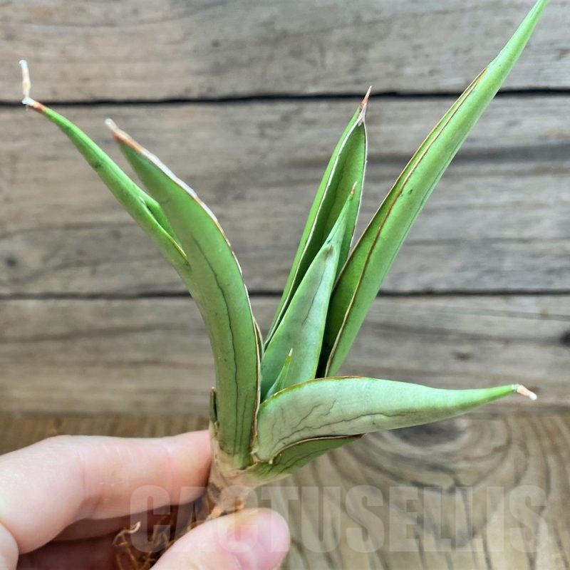 SH23480 Sansevieria 'Frozen Throne'
