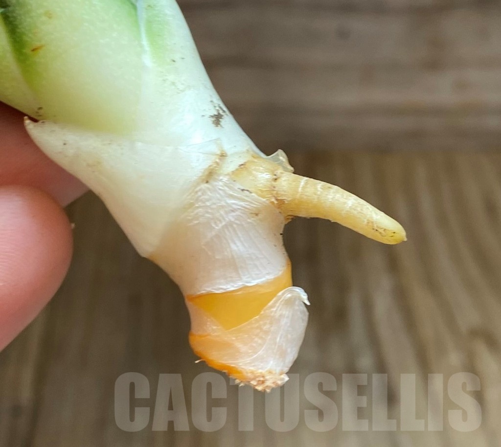 SH23483 Sansevieria 'Pixxie' - Image 3