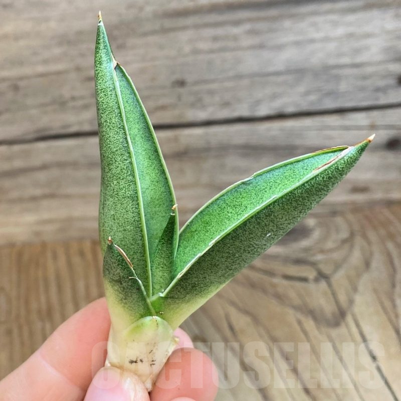 SH23483 Sansevieria 'Pixxie'