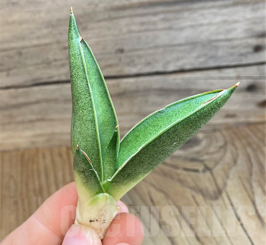 SH23483 Sansevieria 'Pixxie'