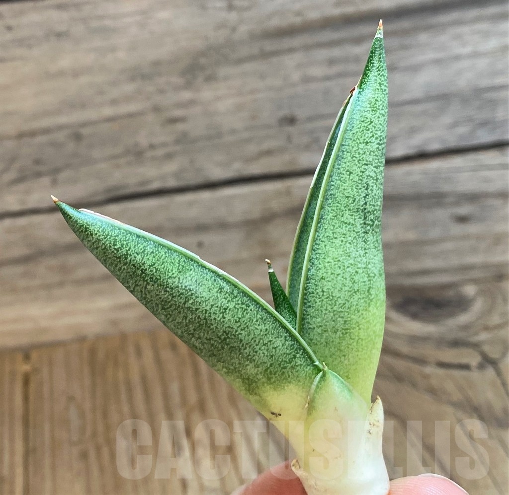 SH23483 Sansevieria 'Pixxie' - Image 2