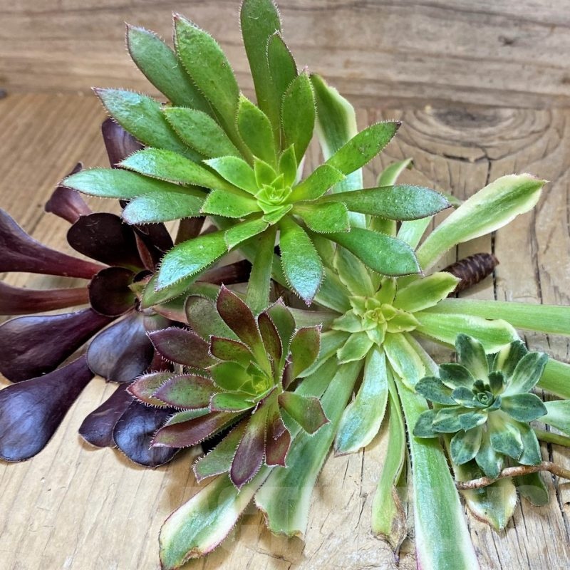 SH23375 Aeonium mix, cuted