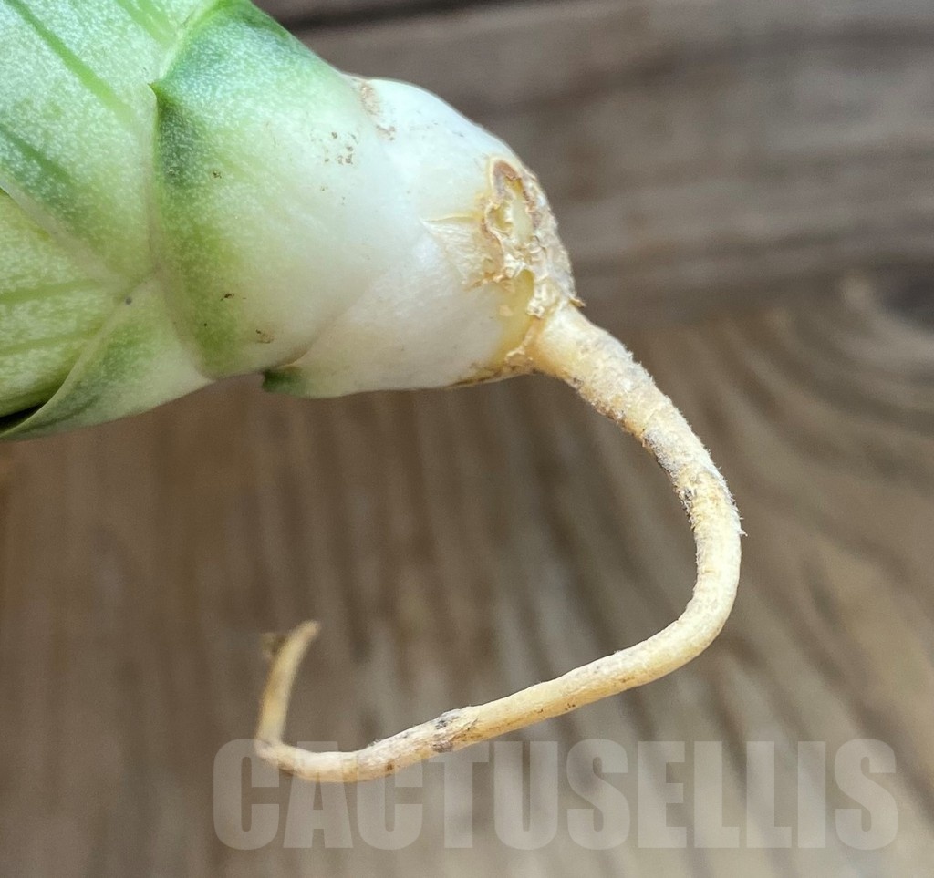 SH23484 Sansevieria 'Rugby' - Image 3