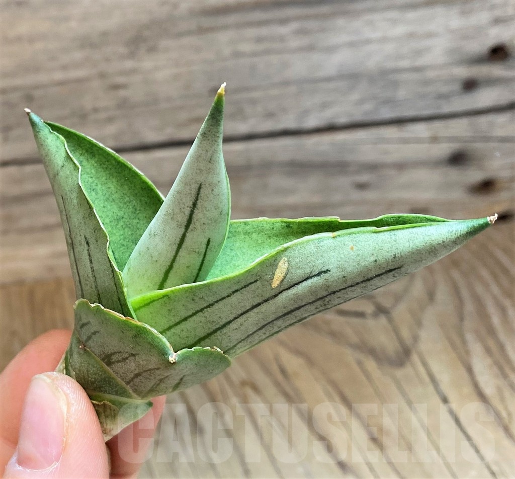 SH23484 Sansevieria 'Rugby' - Image 2