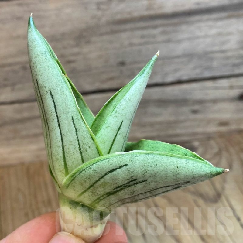 SH23484 Sansevieria 'Rugby'
