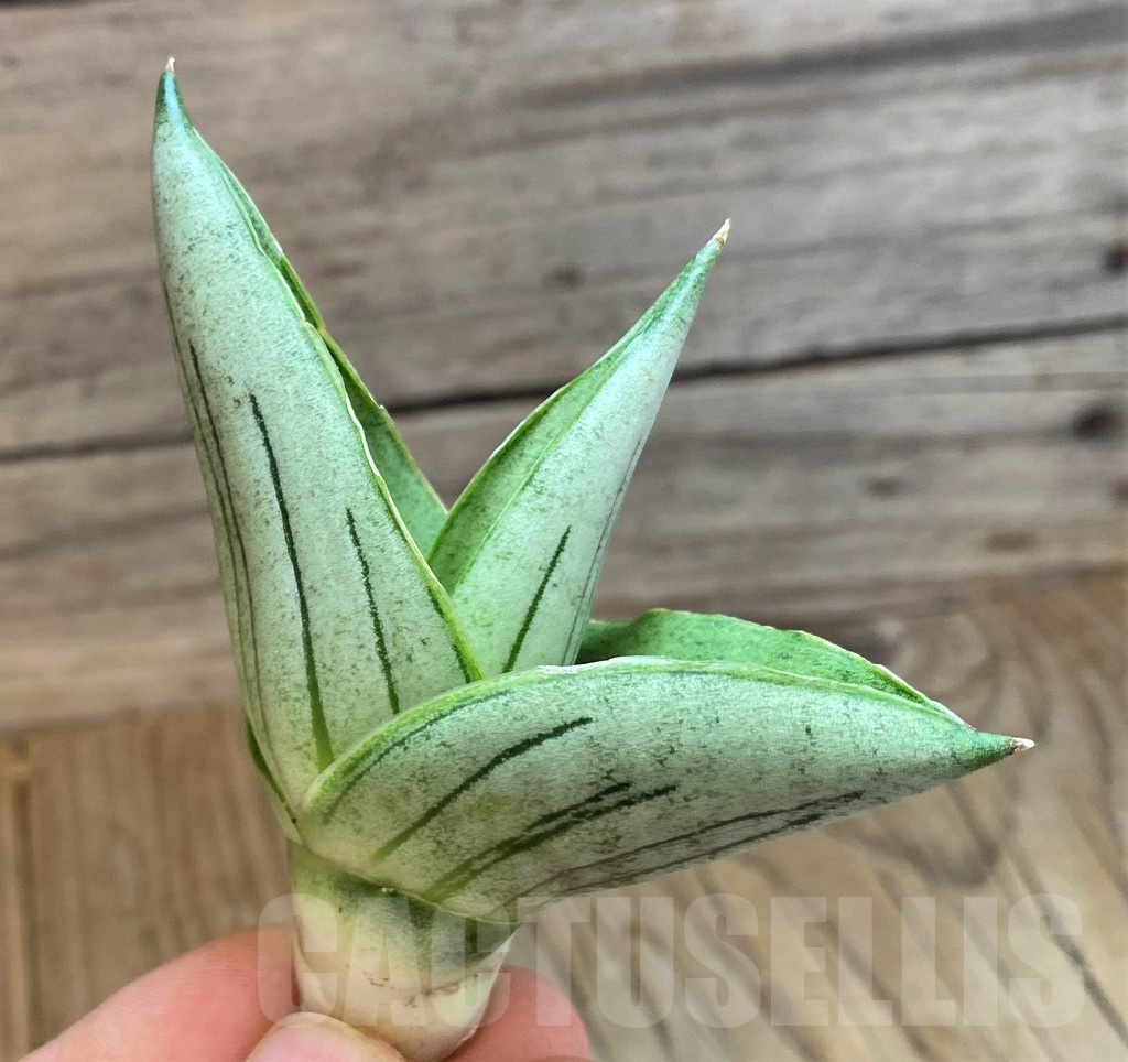 SH23484 Sansevieria 'Rugby'