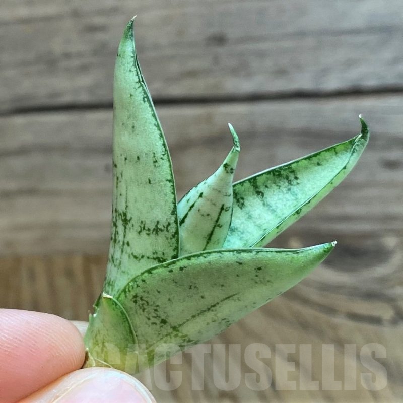 SH23485 Sansevieria 'Momo'