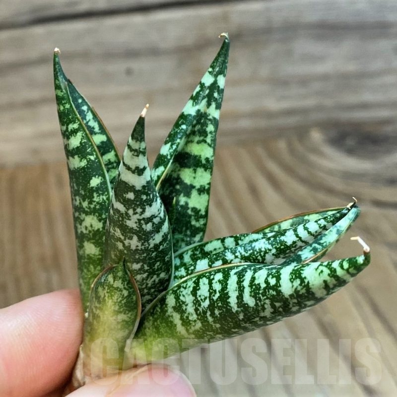 SH23487 Sansevieria ‘Zebra’