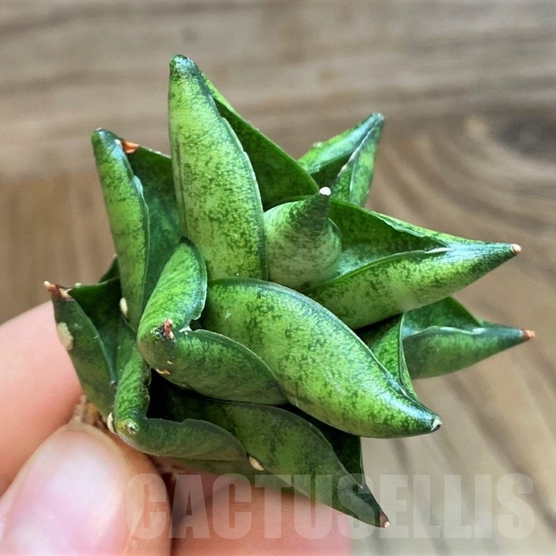 SH23488 Sansevieria 'Durian'