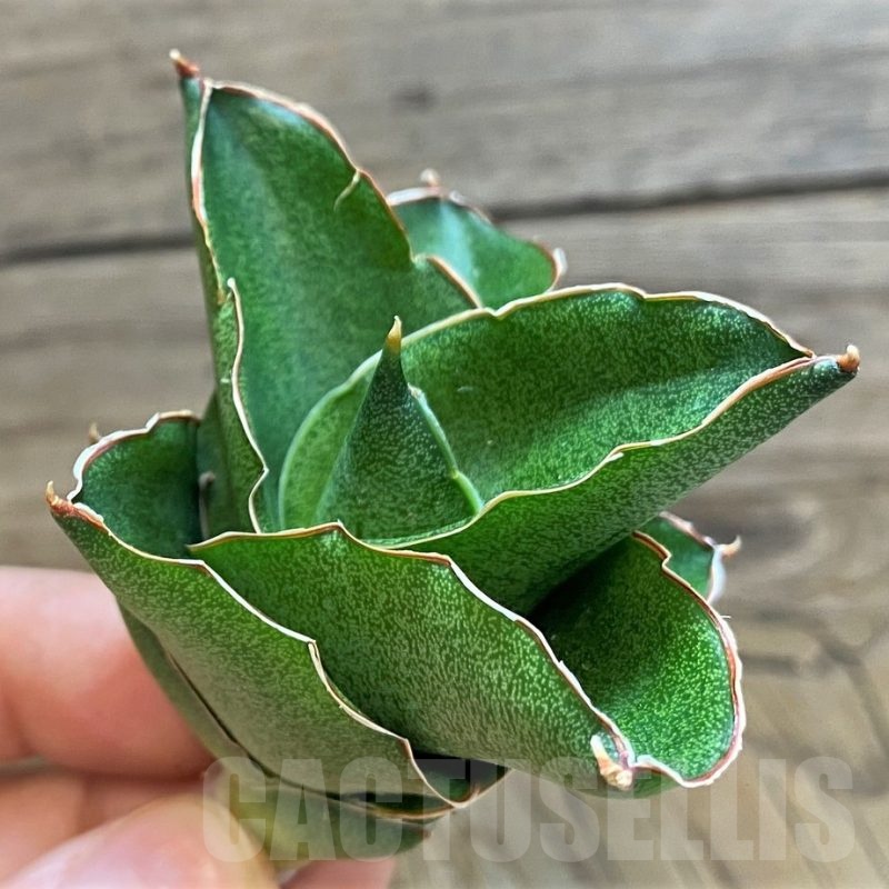 SH23489 Sansevieria ‘Andaman’