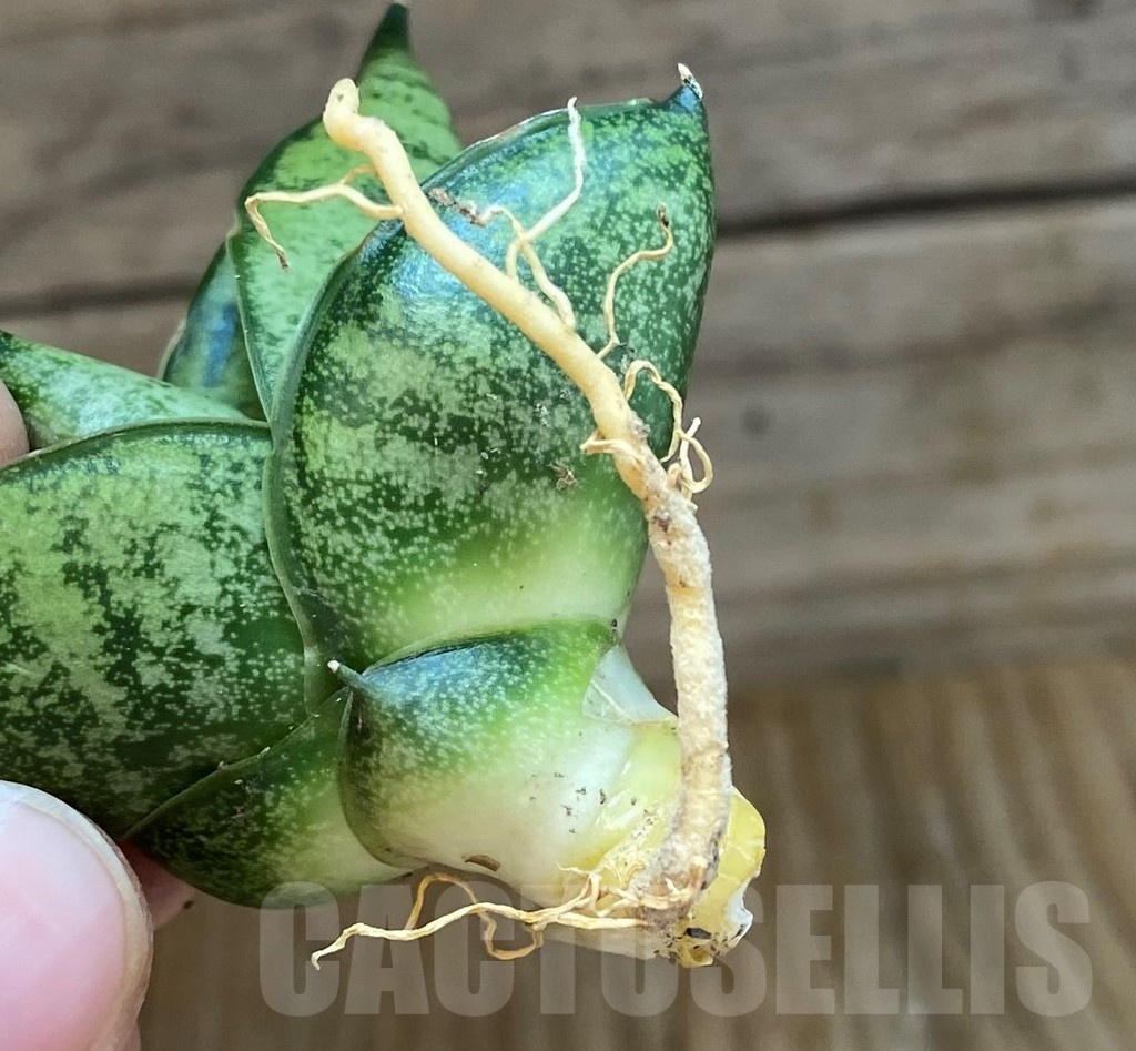 SH23492 Sansevieria 'Pumpui' - Image 3