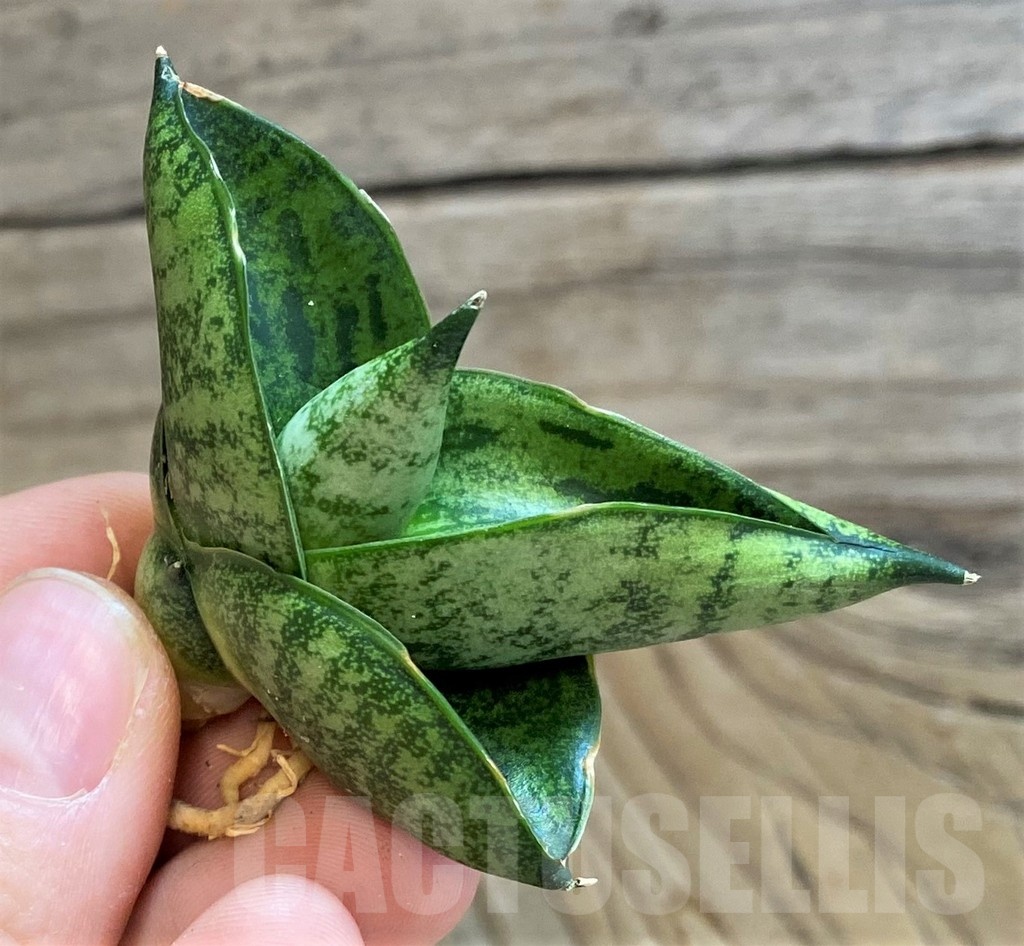 SH23492 Sansevieria 'Pumpui' - Image 2