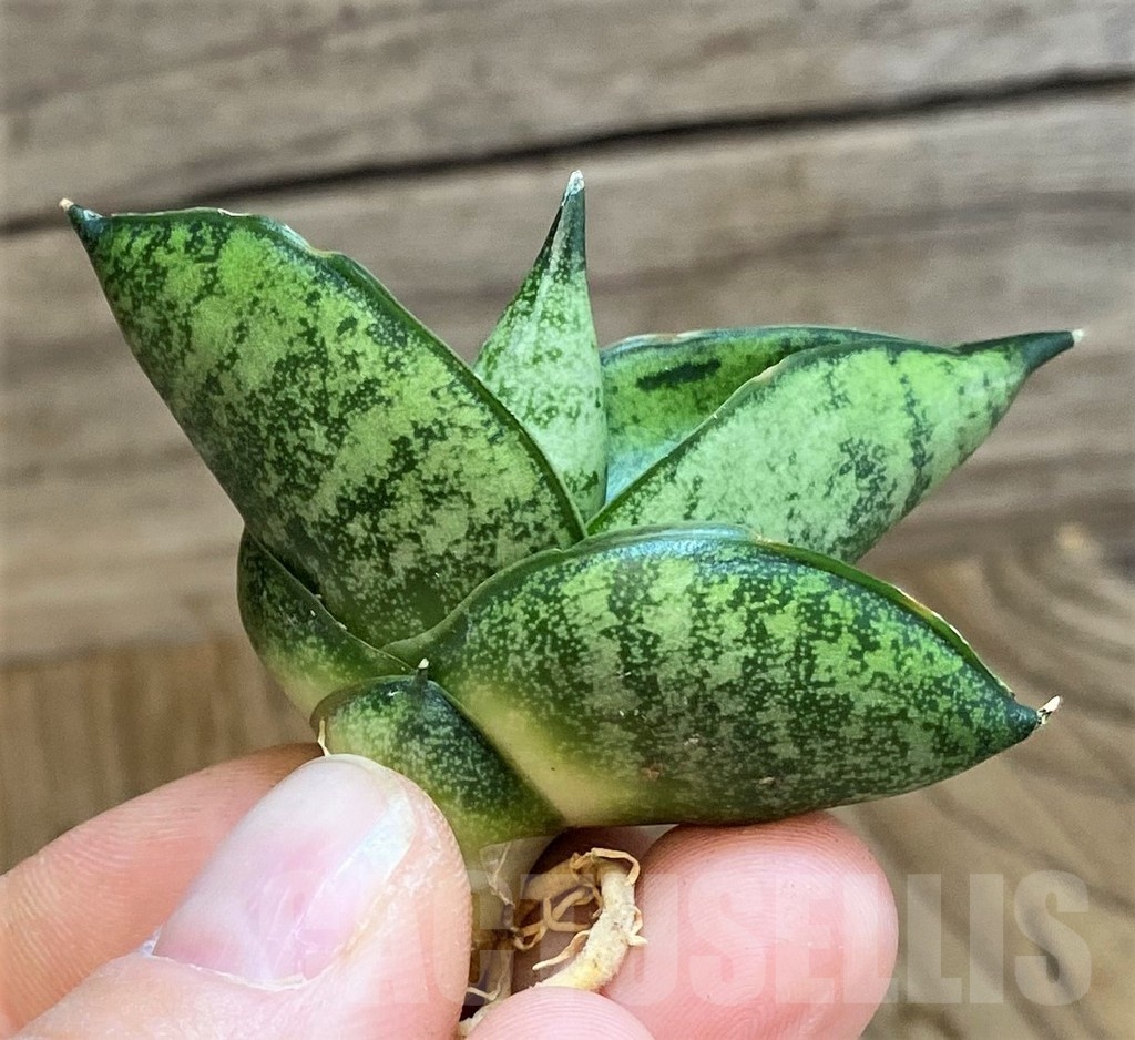 SH23492 Sansevieria 'Pumpui'