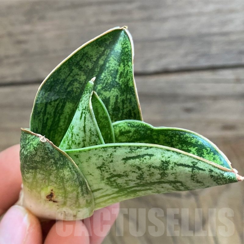 SH23494 Sansevieria 'Angelina'