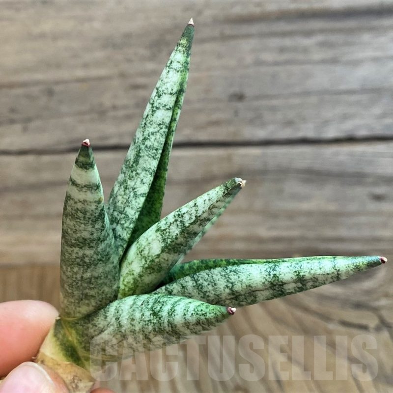 SH23498 Sansevieria 'Pink lady'