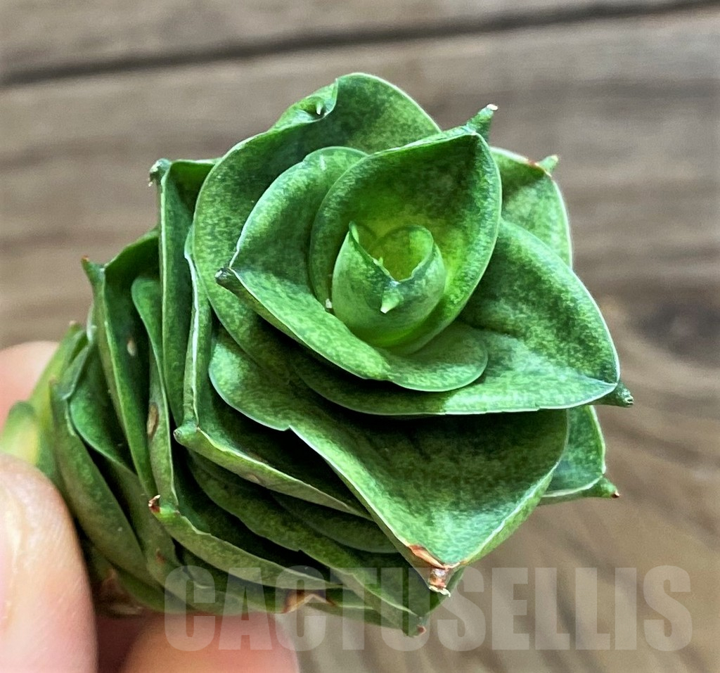 SH23499 Sansevieria ‘Mini Condo’