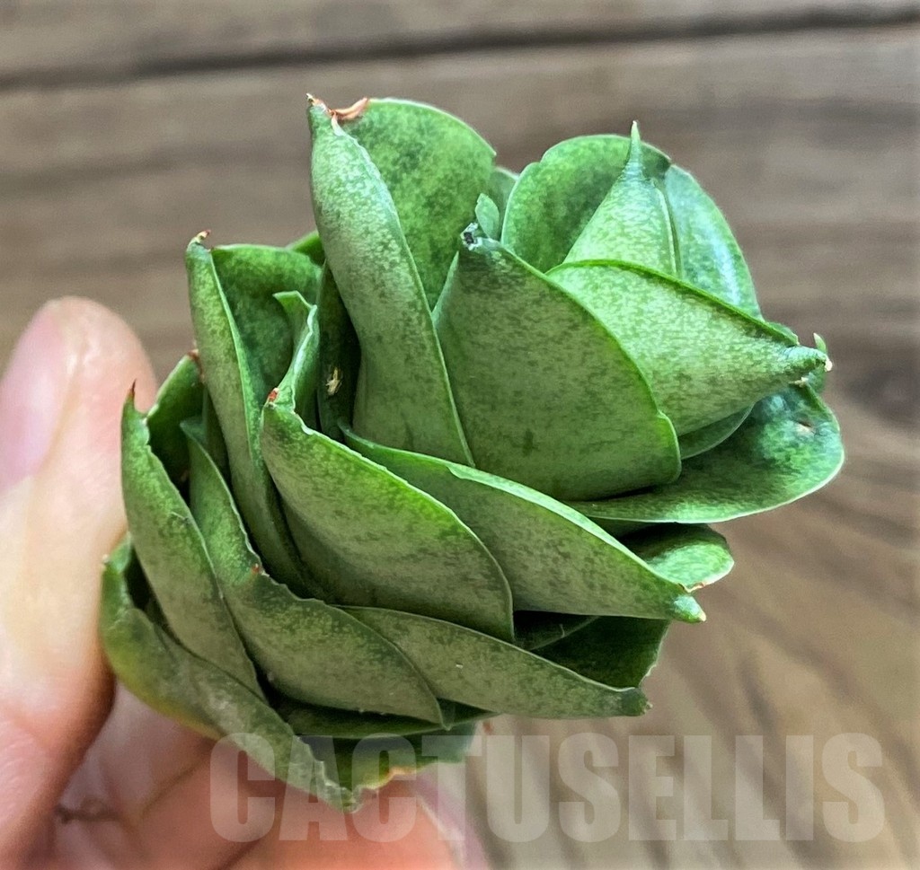 SH23499 Sansevieria ‘Mini Condo’ - immagine 2